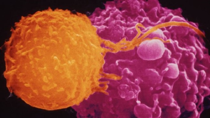 `Civil war` in immune system can fight disease